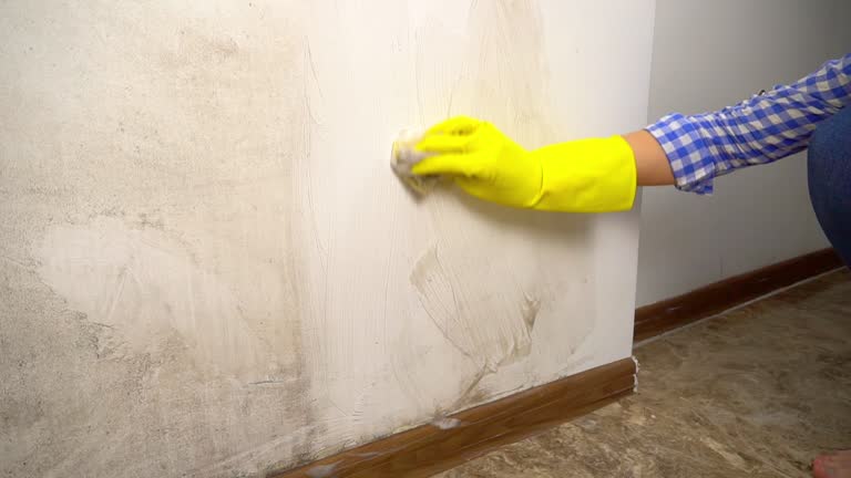 Best Mold Damage Restoration  in Warren, OH