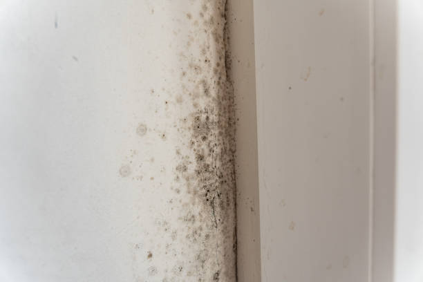 Mold Removal for HVAC Installations in Warren, OH