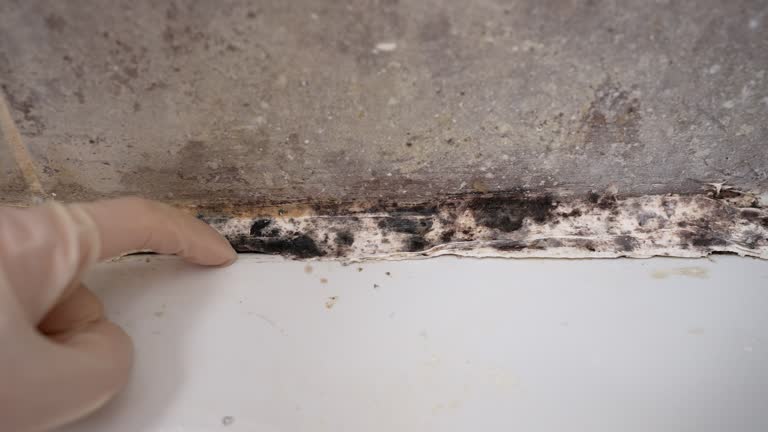 Warren, OH Mold Removal Company